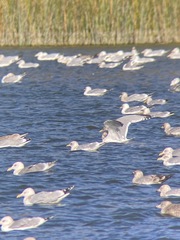 Larus glaucoides kumlieni