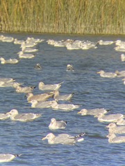 Larus glaucoides kumlieni
