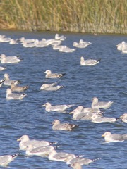 Larus glaucoides kumlieni