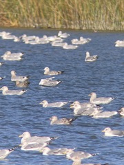 Larus glaucoides kumlieni