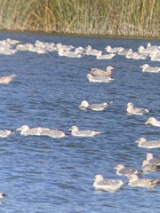 Larus glaucoides kumlieni
