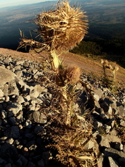 Cirsium nivale