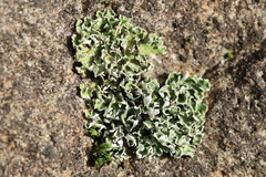 Cladonia