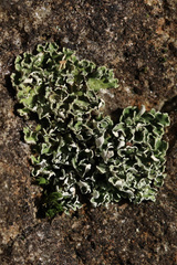 Cladonia
