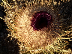 Cirsium nivale