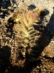 Cirsium nivale