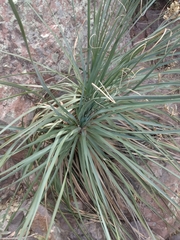 Nolina durangensis