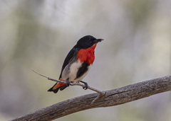 Mistletoebird photo 3