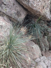 Nolina durangensis