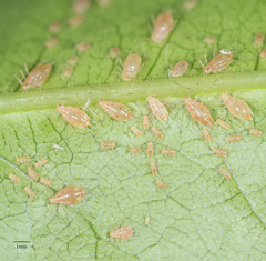 Wahlgreniella nervata