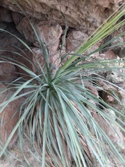 Nolina durangensis