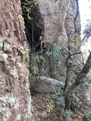 Nolina durangensis