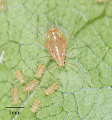 Wahlgreniella nervata