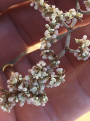 Eriogonum plumatella
