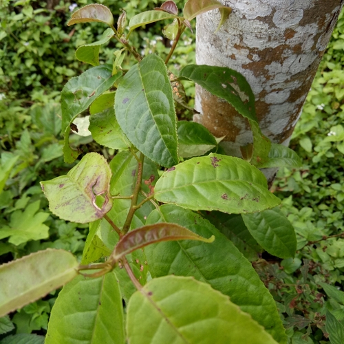 Liquidambar excelsa observed 2021-01-18