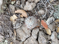 Mammillaria mercadensis