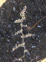 Eriogonum plumatella