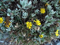 Senecio procumbens