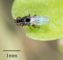 Brachycera