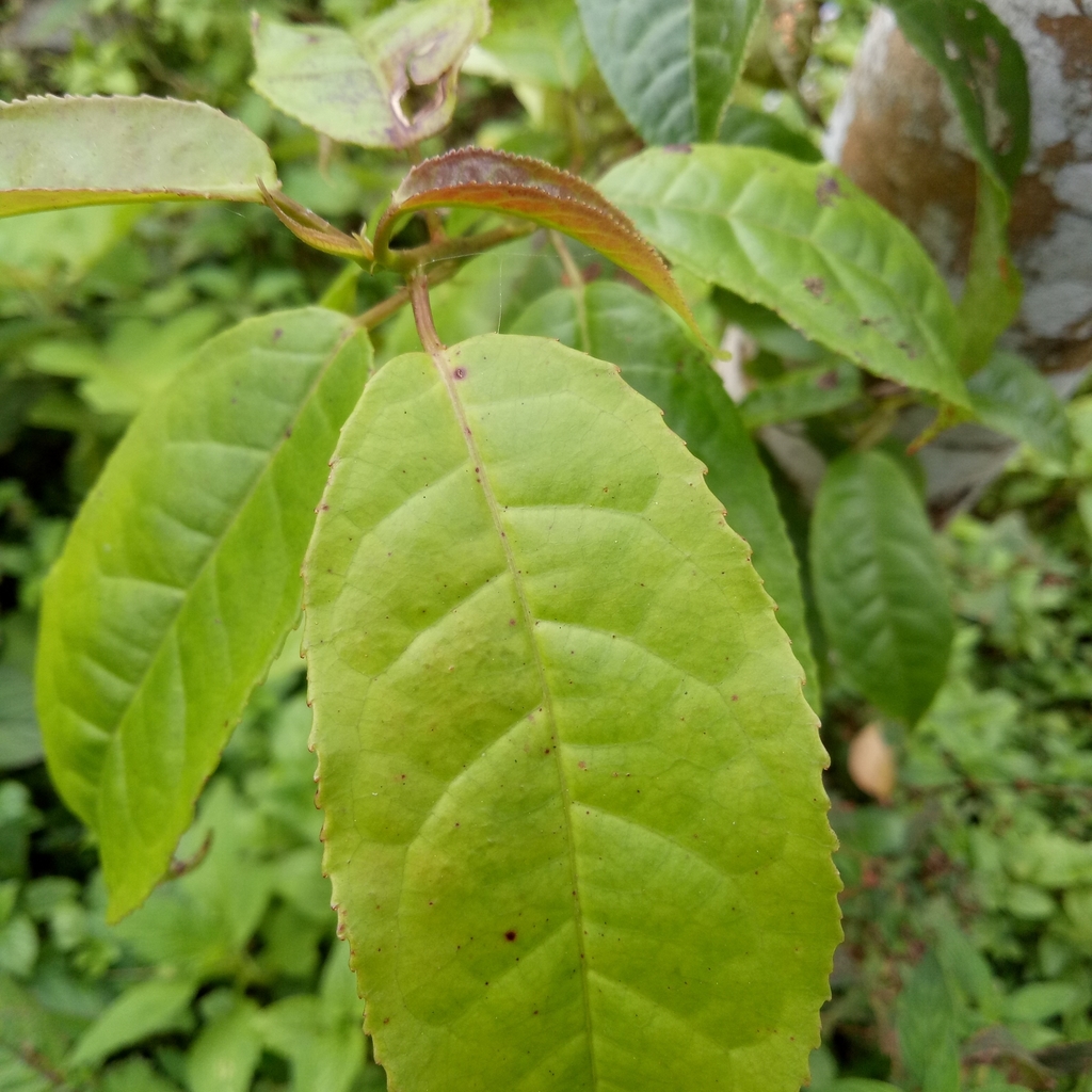 Liquidambar excelsa
