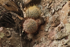 Mammillaria mercadensis