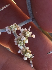 Eriogonum plumatella