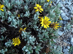 Senecio procumbens