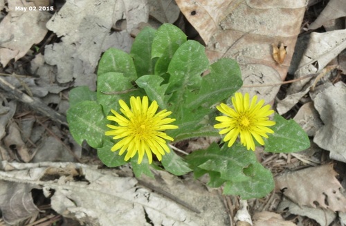 Ussuri dandelion (Taraxacum ussuriense)