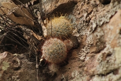 Mammillaria mercadensis