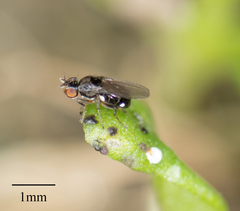 Brachycera
