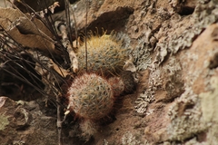 Mammillaria mercadensis