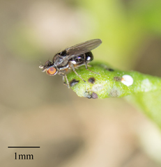 Brachycera