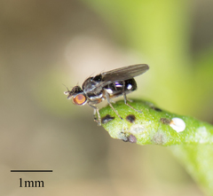 Brachycera