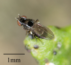 Brachycera