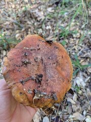 Suillus pseudobrevipes