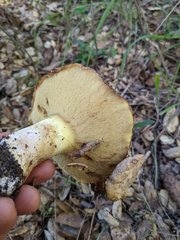 Suillus pseudobrevipes
