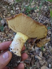 Suillus pseudobrevipes