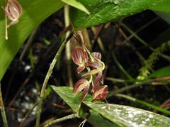 Pleurothallis lindenii