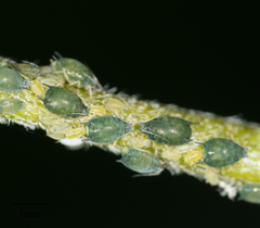 Aphis gossypii