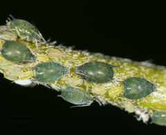Aphis gossypii