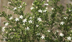 Philotheca difformis