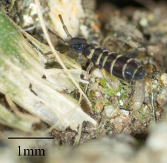 Isotomurus