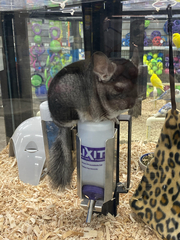 Chinchilla