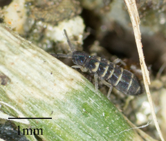 Isotomurus