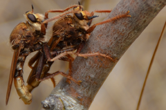 Asilus crabroniformis
