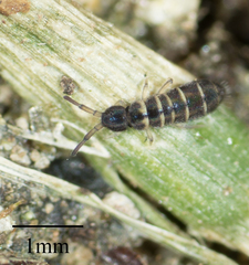 Isotomurus