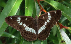 Limenitis glorifica