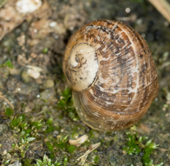 Cornu aspersum