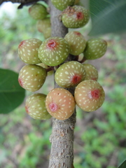 Ficus subpisocarpa