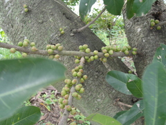 Ficus subpisocarpa